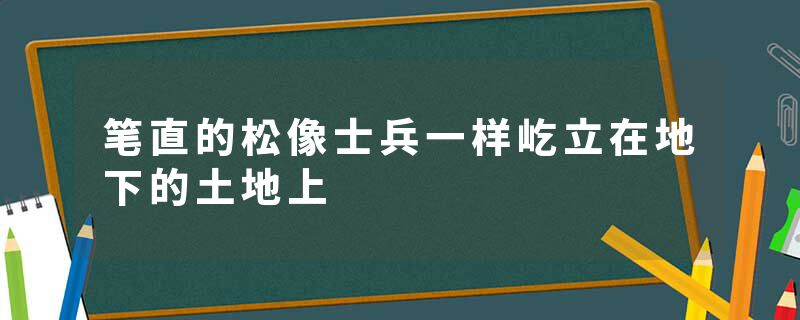 笔直的松像士兵一样屹立在地下的土地上